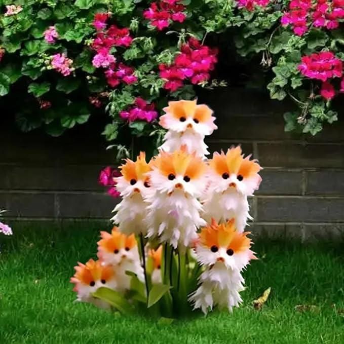 Japan Flower Seeds for Flowers like Cat Face and Free Organic Pot Mix 100 Grams