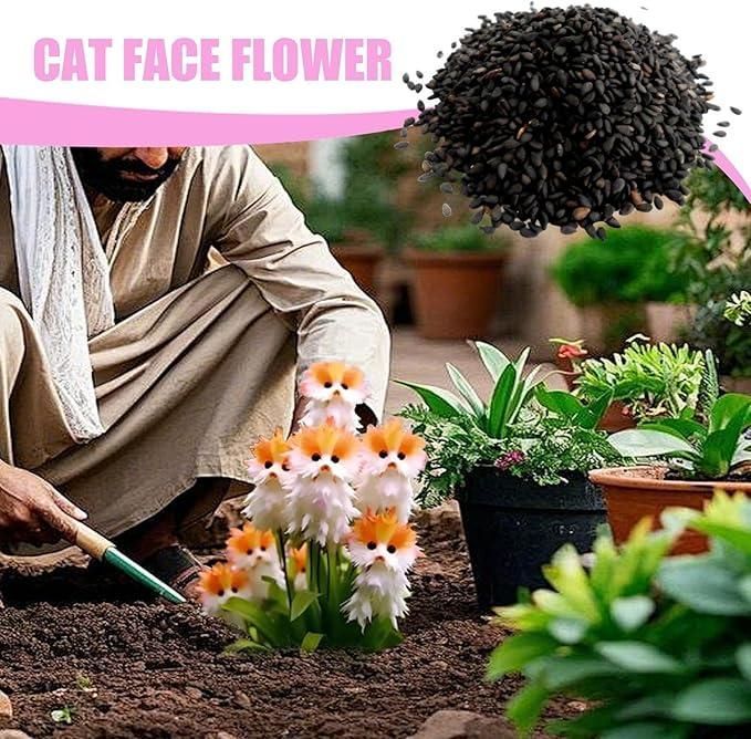 Japan Flower Seeds for Flowers like Cat Face and Free Organic Pot Mix 100 Grams